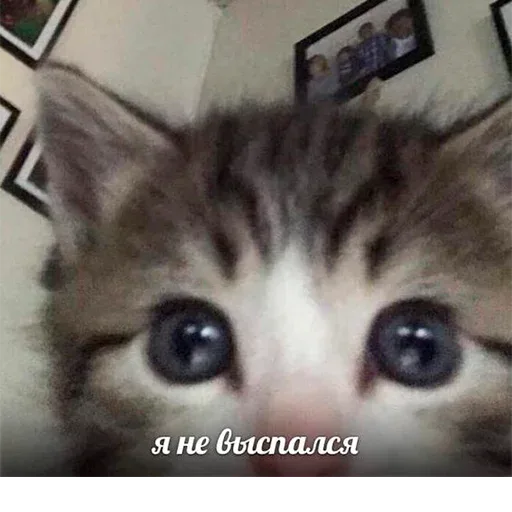 Крупный план мордочки котёнка с большими глазами, смотрящего в камеру — Котёнок