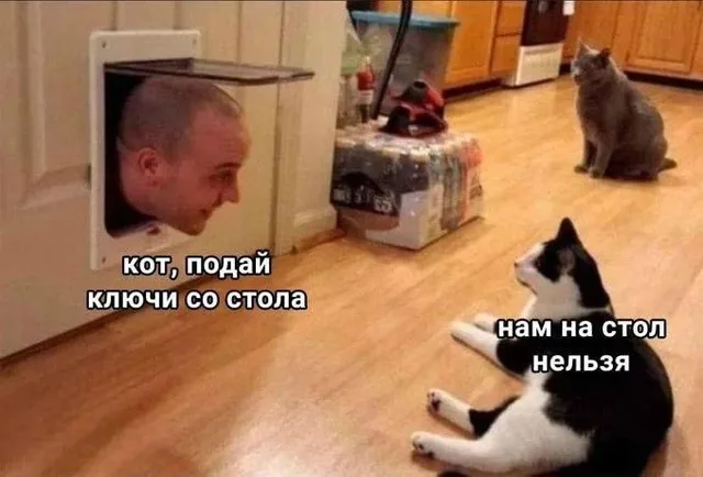 Мужчина заглядывает в комнату через кошачью дверцу, коты сидят на полу и смотрят на него. — мужчина с короткой стрижкой, черно-белый кот, се