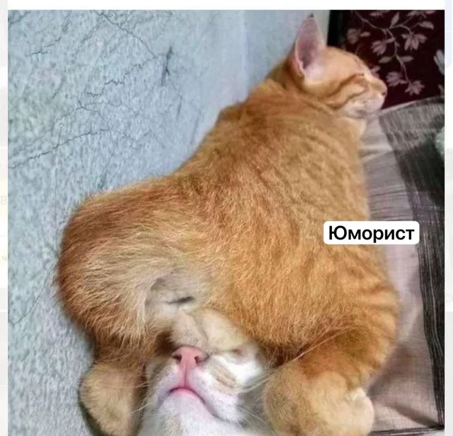 Один кот спит, накрыв своей задней частью морду другого кота, который вынужден терпеть такое соседство. — рыжий кот, второй рыжий кот