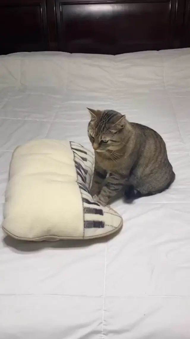 Кот играет на пианино-подушке