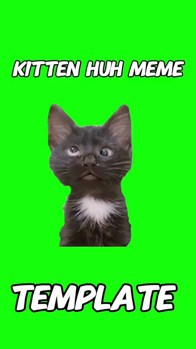 Мяукающий черный котенок на хромакее