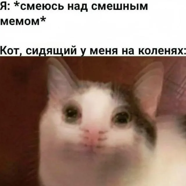 Кот, когда я смеюсь над мемом