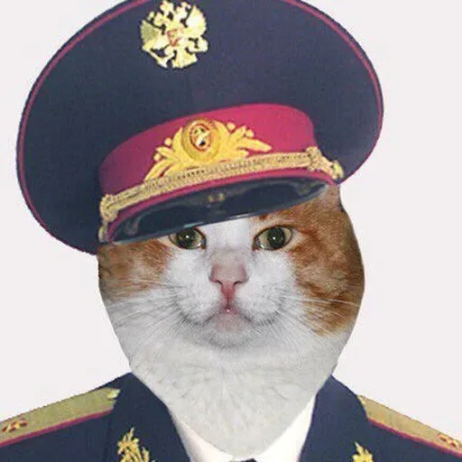 Статичное изображение кота в полицейской форме, смотрящего прямо в камеру с серьезным выражением морды — Рыже-белый кот в полицейской фуражк