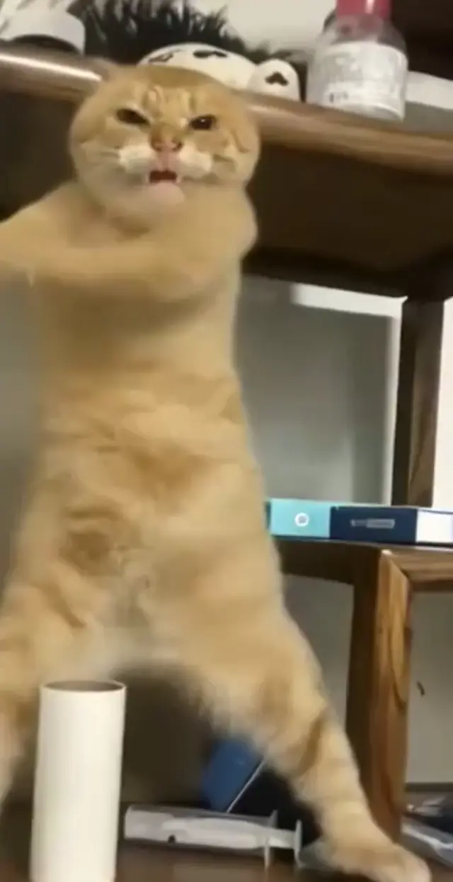 Танцующий рыжий кот под техно
