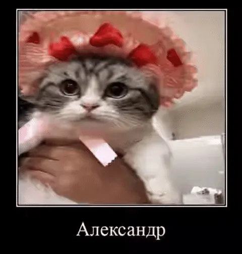 Котёнка держат на руках, он смотрит в камеру с невозмутимым и слегка грустным выражением мордочки — Котёнок в розовом чепчике, Рука человека