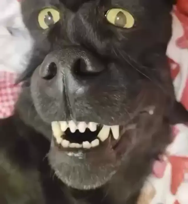 Что ты такое?