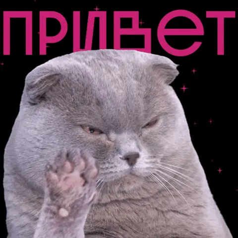 Кот медленно и лениво поднимает лапу и слегка машет ею, глядя в камеру полуприкрытыми глазами — серый кот с прижатыми ушами