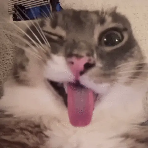 Безумный кот показывает язык