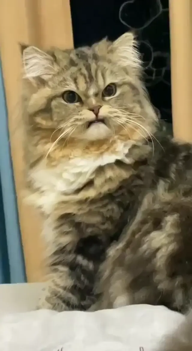 Когда услышал подозрительный звук на кухне
