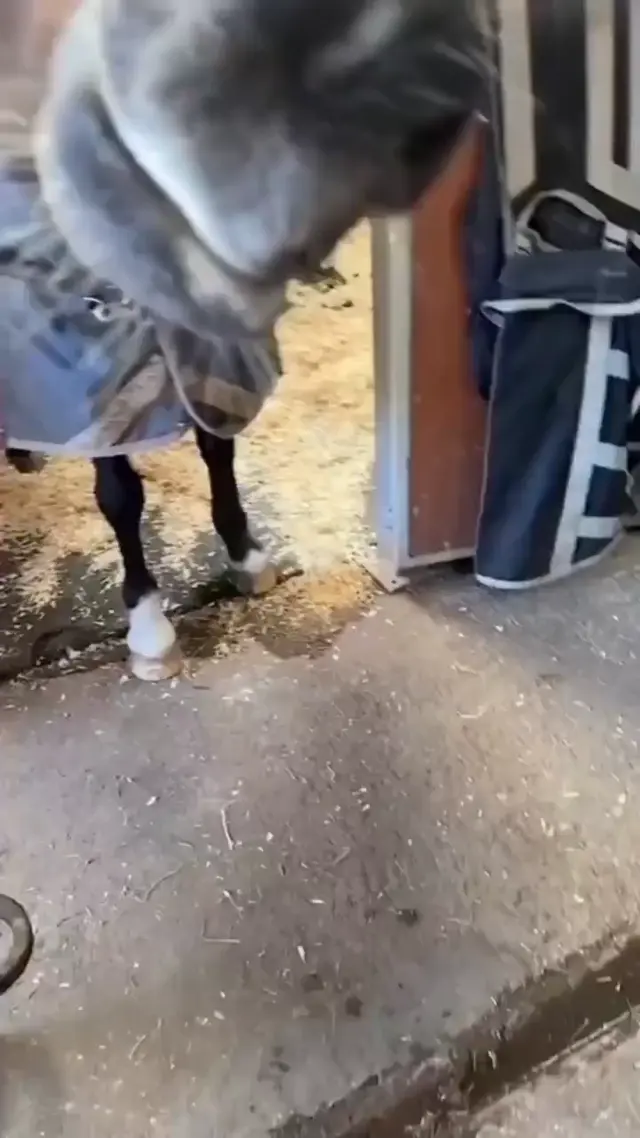 Лошадь Коля