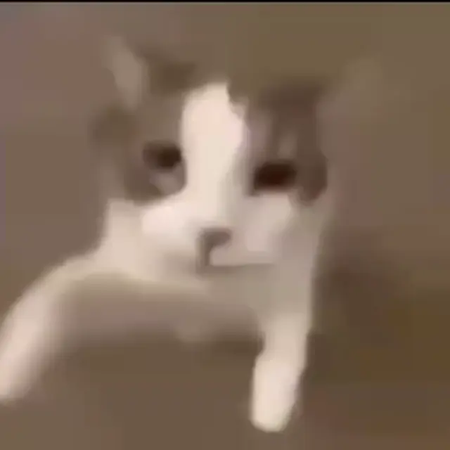 Кот делает селфи под музыку