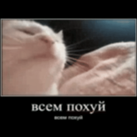 Всем похуй