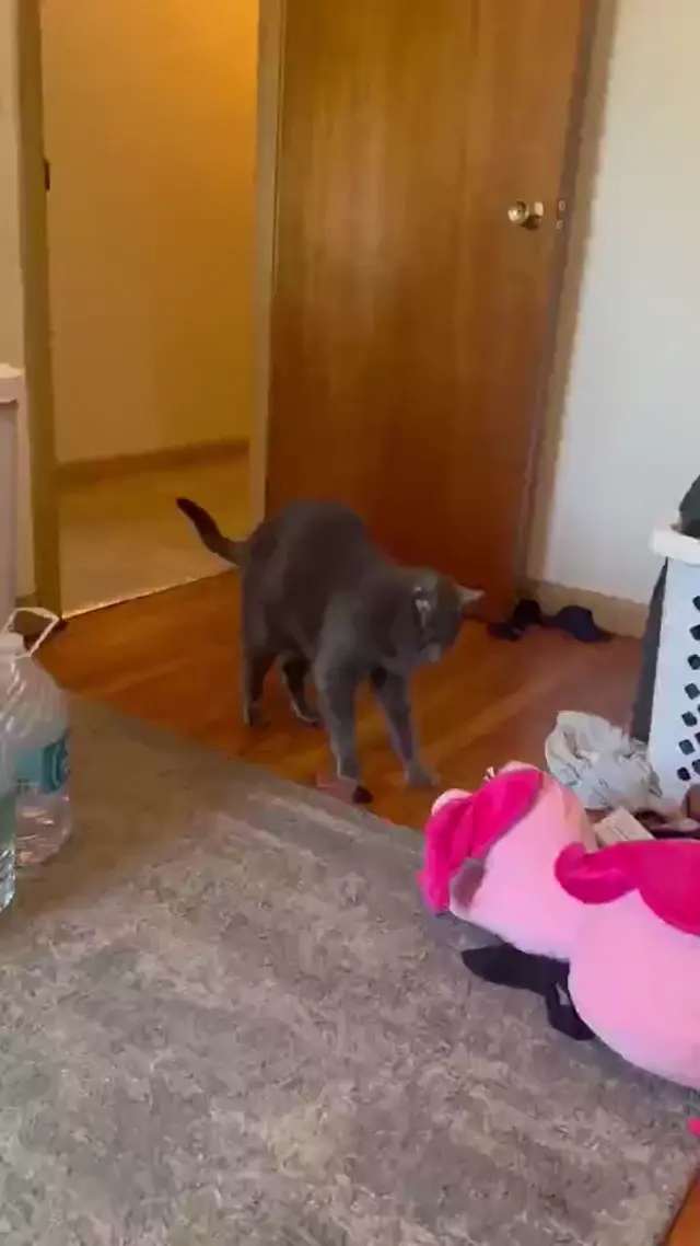Кот лунной походкой пятится назад