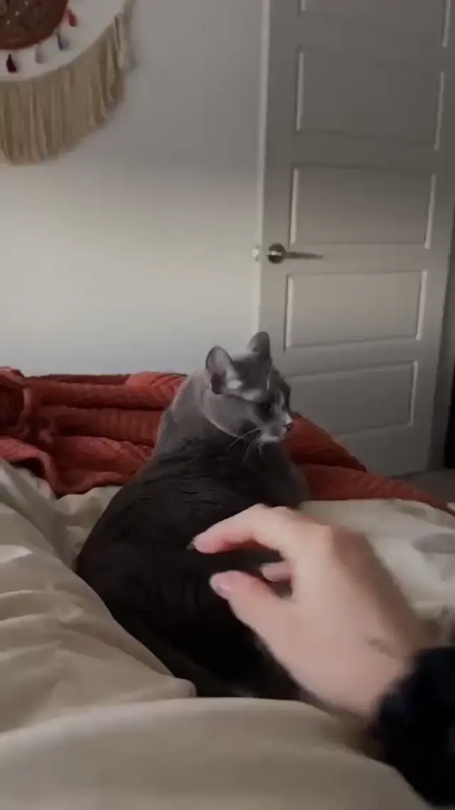 Кот дает пять задней лапой