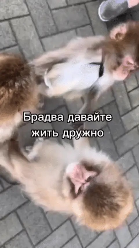 Брадва давайте жить дружно