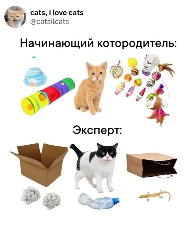 Начинающий котородитель vs Эксперт