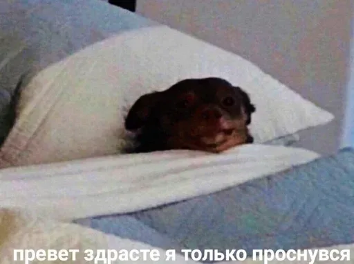 Собака неподвижно лежит в постели, имитируя человека, который только что проснулся. — маленькая собака