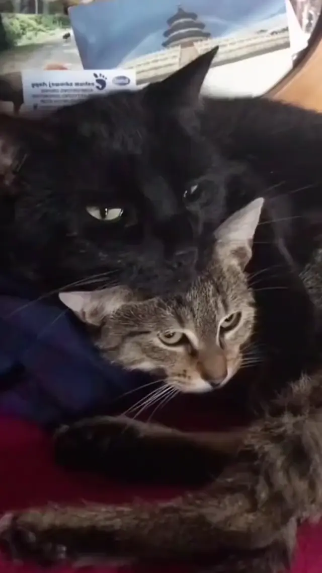 Черный кот кусает за голову другого кота