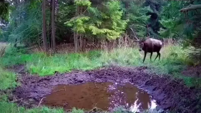 Олень драматично орет в грязи