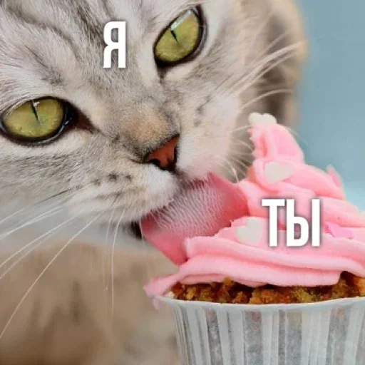 Кот слизывает крем с верхушки пирожного. — серый полосатый кот