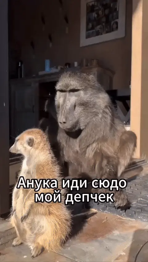 Анука иди сюдо мой депчек