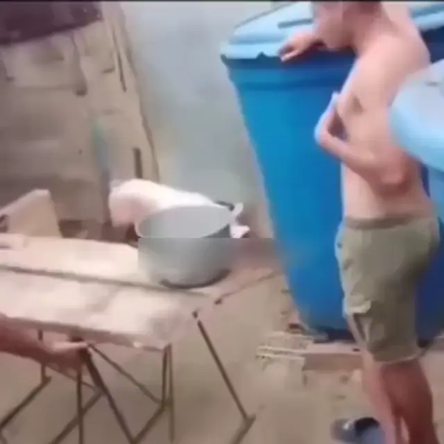 Неудачная попытка поймать поросёнка