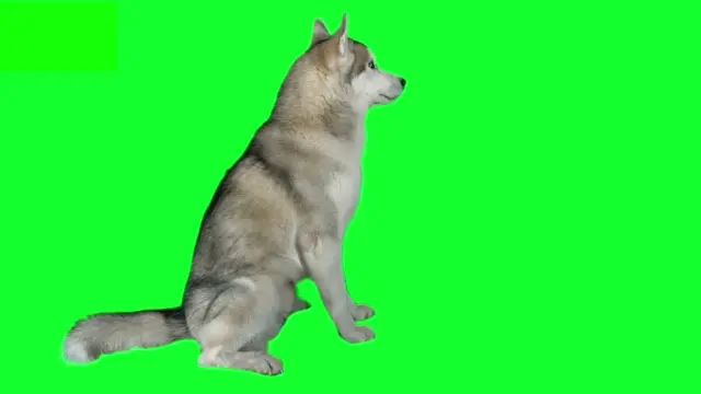 Собака хаски сидит в профиль на зеленом фоне