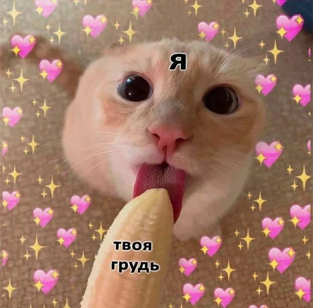 Кот облизывает початок кукурузы. — кот