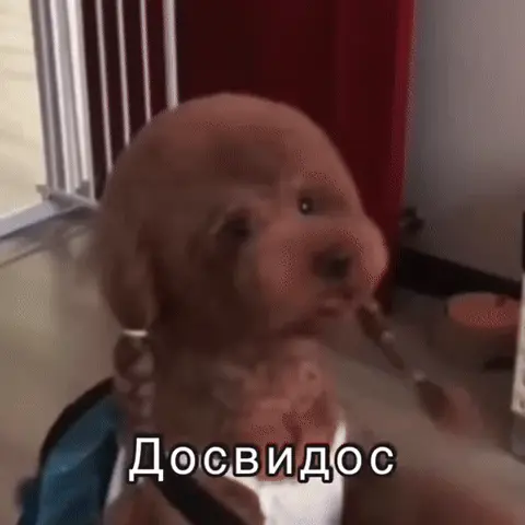 Собака с рюкзаком уходит: Досвидос