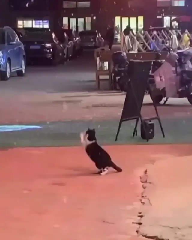 Кот ловит снежинки под Let It Snow