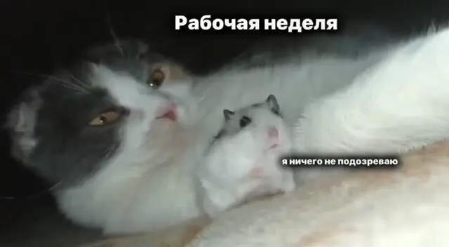 Рабочая неделя приближается