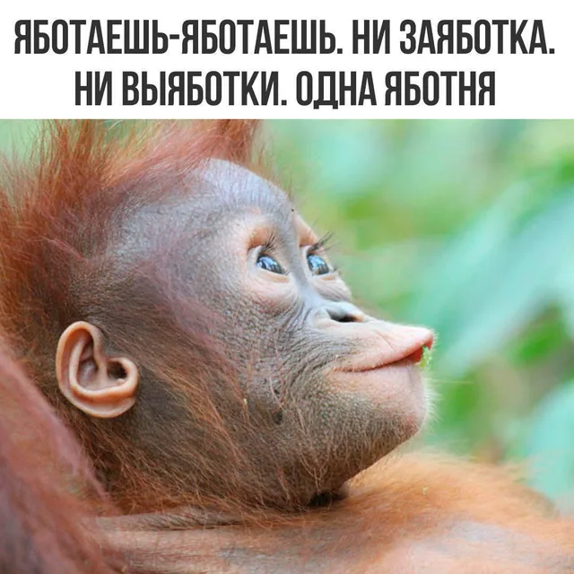 Детеныш орангутана неподвижно смотрит в сторону, на губе виден кусочек зелени