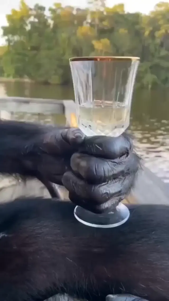 Шимпанзе пьет из бокала на чилле