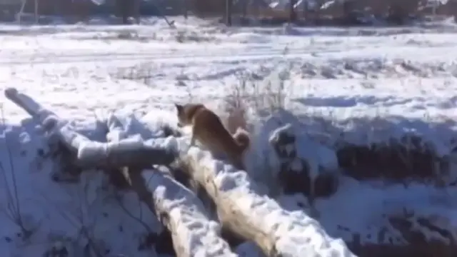 Это фиаско, братан