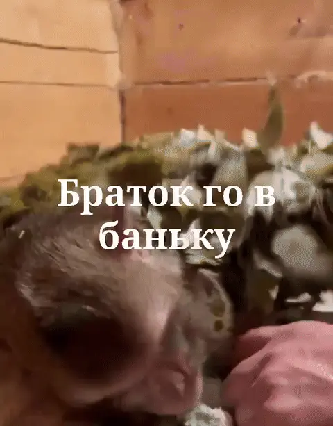 Браток го в баньку