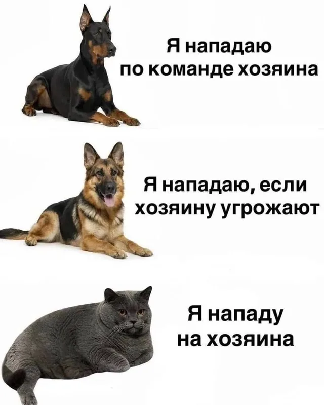 Статичные изображения трёх разных пород животных с текстом-описанием их поведения — серый кот