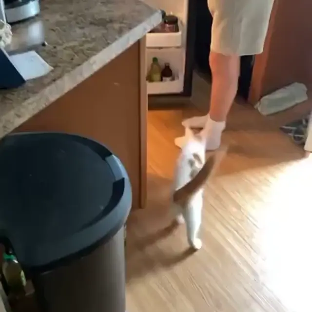 Орущий кот требует еду