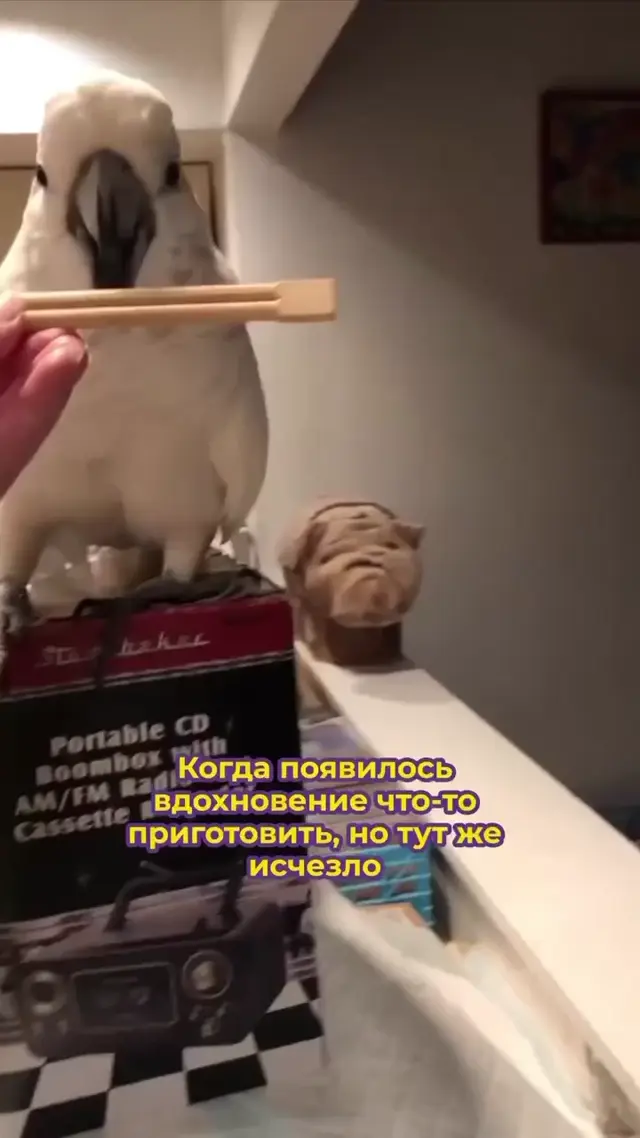 Попугай какаду с палочкой для еды