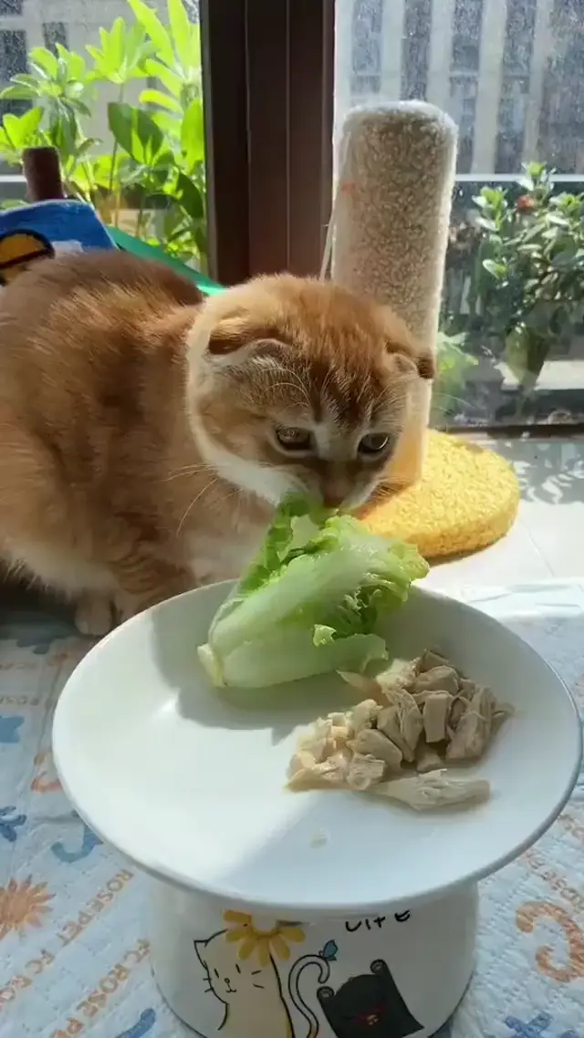 Кот усердно жует и откусывает кочан капусты, игнорируя лежащее рядом мясо — рыжий вислоухий кот