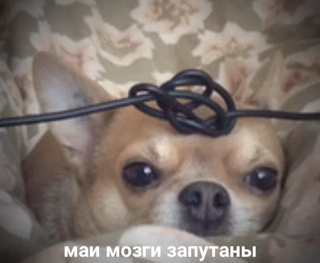 Чихуахуа лежит с запутанным чёрным проводом на голове
