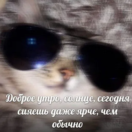 Статичное изображение с эффектом легкого размытия (motion blur) — кот в солнцезащитных очках