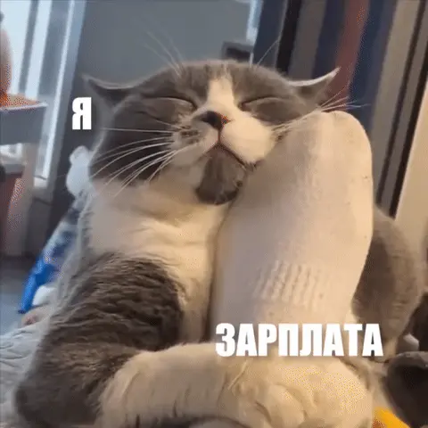 Кот обнимает ногу в носке (Я и зарплата)