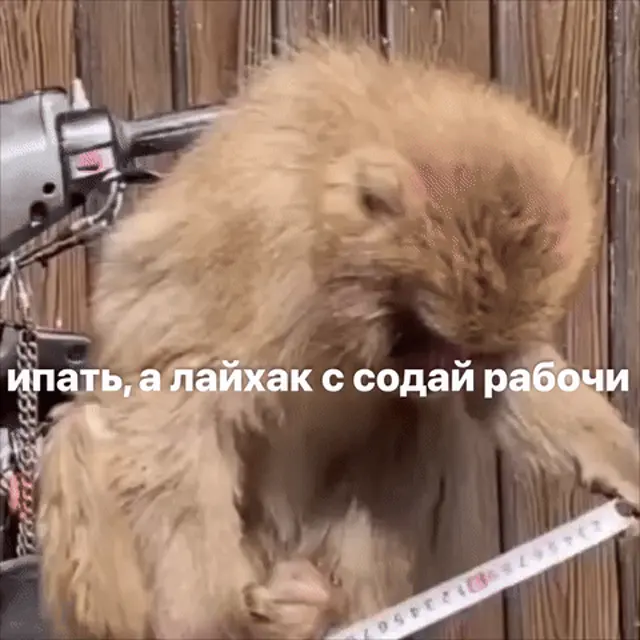 Обезьяна сидит, удерживая рулетку вокруг головы, и задумчиво смотрит на шкалу.