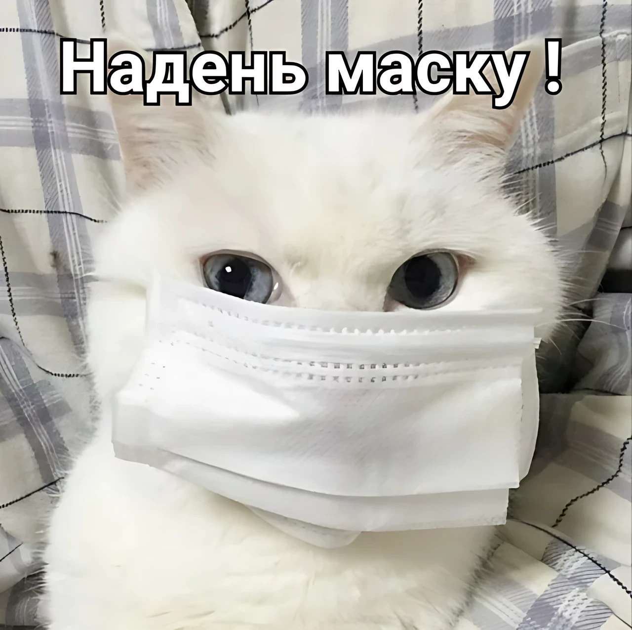 Кот-контролер требует надеть маску