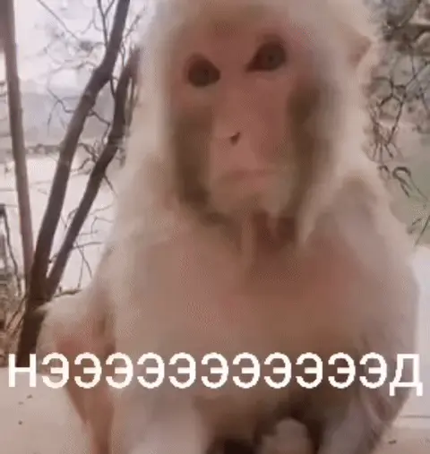 Обезьяна кричит НЭЭЭЭЭЭЭЭЭЭД