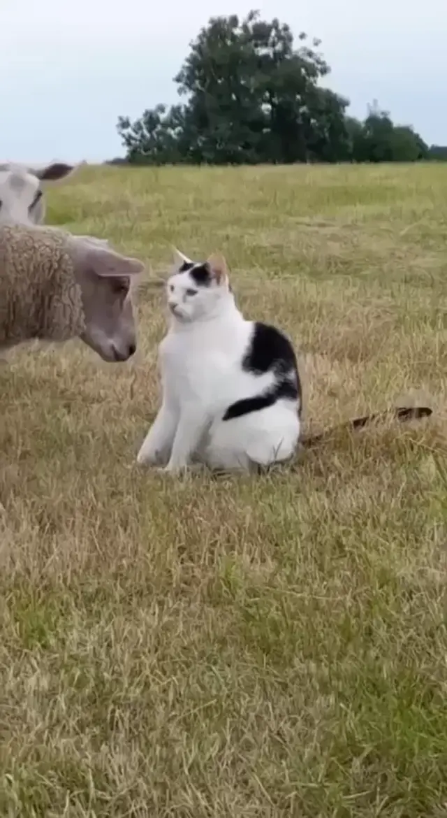 Кот держит дистанцию от овцы