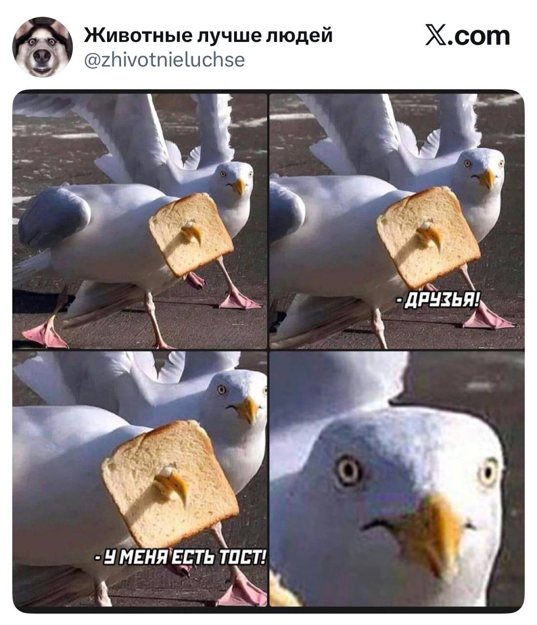 У меня есть тост
