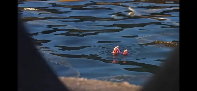 Вон отсюда! Морские львы прогоняют Джеральда