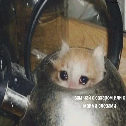Котёнок сидит внутри металлического чайника и смотрит большими влажными глазами — Маленький рыжий котёнок с большими грустными глазами