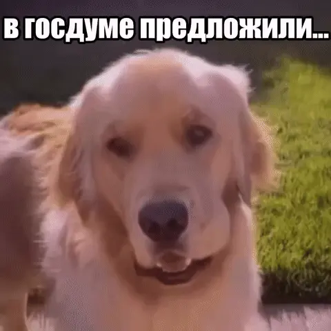 В Госдуме опять что-то предложили